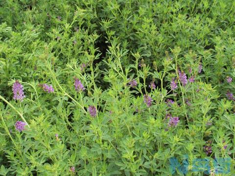 适合黑龙江省种植的多年生牧草