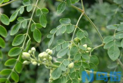 辣木的种植技术讲解 辣木种植要注意什么