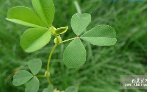 绿芽苜蓿无土栽培技术