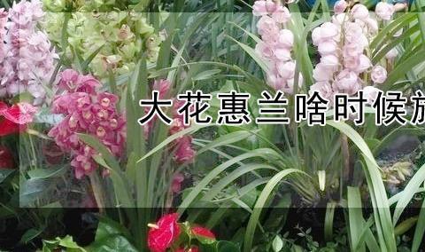 大花惠兰啥时候施肥