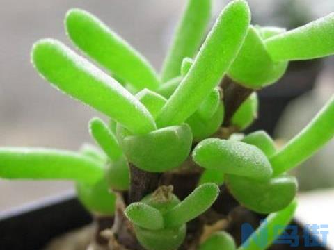 多肉植物番杏养殖方法与注意事项 碧光环和枝干番杏的区别