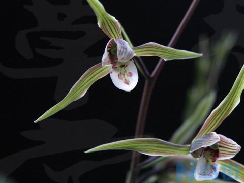 寒兰的养殖方法 花色绚丽花香清雅的兰花品种