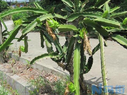 盆土长期过湿会烂根