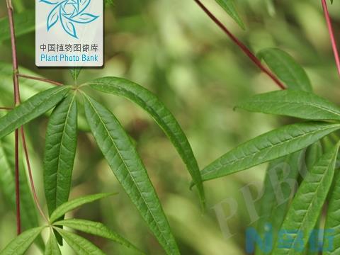 国家二级保护植物