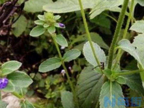 毛麝香的功效和作用 毛麝香种植技术