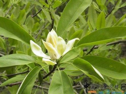 江西安福引种濒危华木莲获得成功