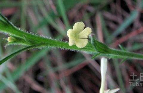 独脚金种植技术盘点，细节决定成败