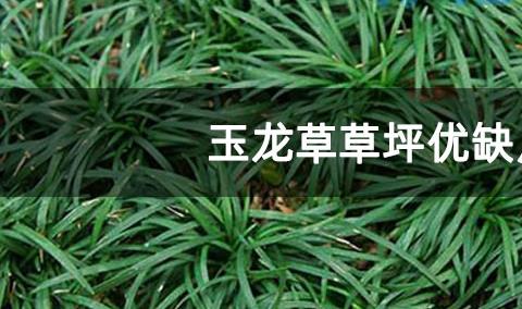 玉龙草草坪优缺点