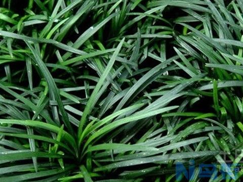 玉龙草施肥及种植技术要点