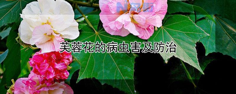 芙蓉花的病虫害及防治