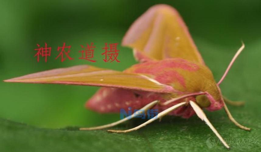 花卉植物虫害：红天蛾