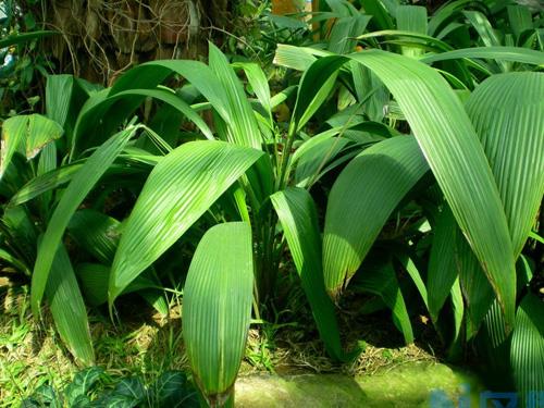 大叶仙茅(野棕、仙茅参)的栽培管