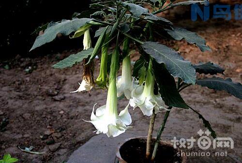 曼陀罗花浇水的四种方法