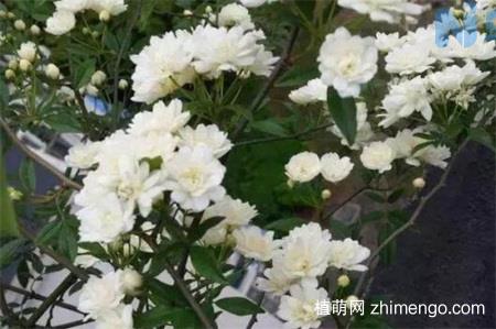 木香花的缺点，木香花的四大缺点