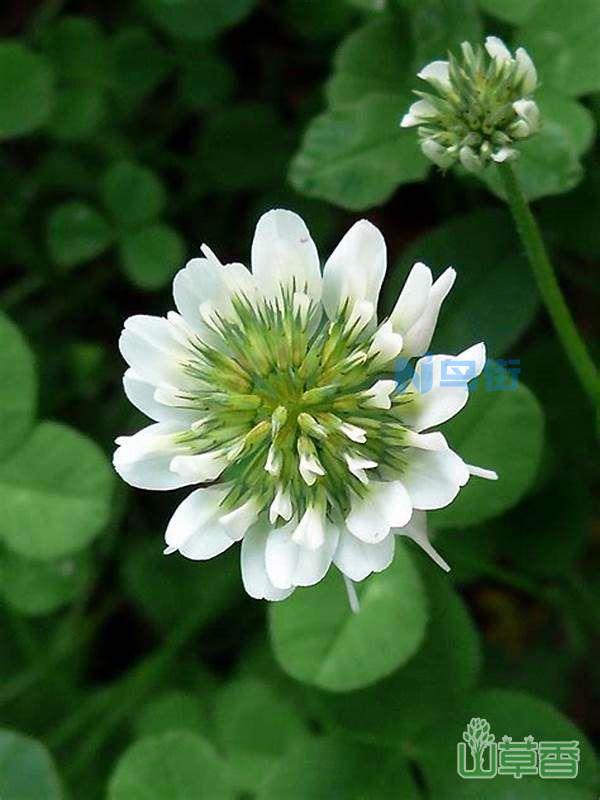 带孩子认识野花野草—白车轴草