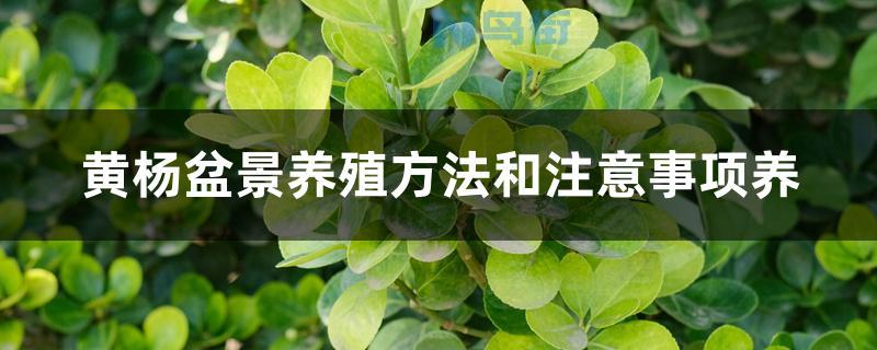 黄杨盆景养殖方法和注意事项