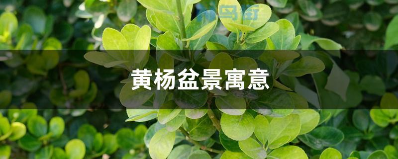 黄杨盆景寓意