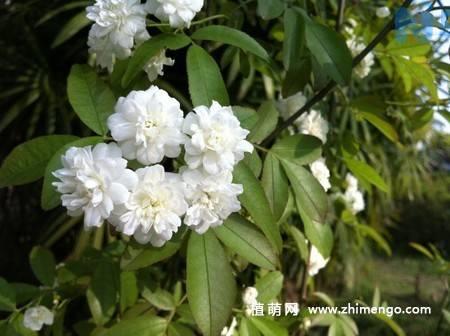 木香花花卉图片