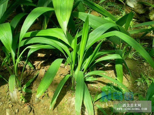 药用植物仙茅的人工栽培及开发利用