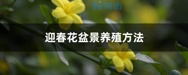 迎春花盆景养殖方法