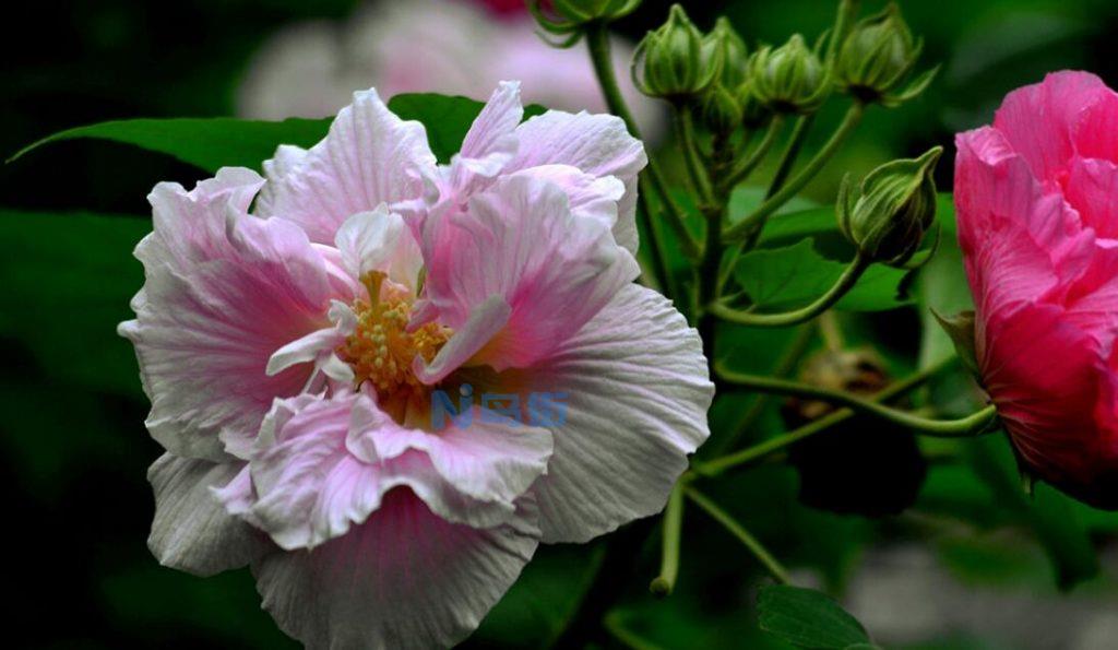 芙蓉花的病虫害及防治方法