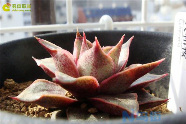 大合樱 Echeveria &#8216;Yamatozakura&#8217;