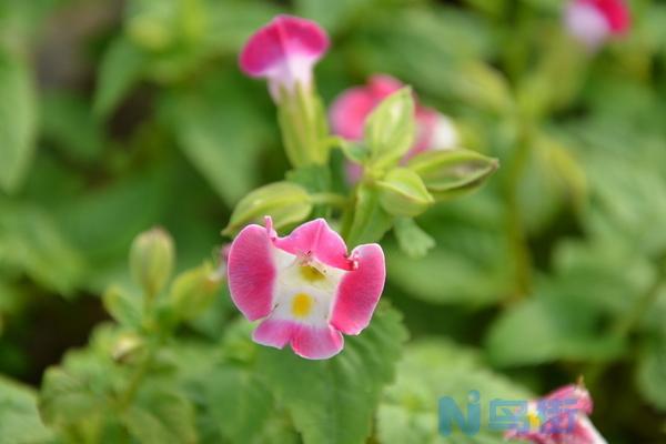 夏堇扦插繁殖方法 夏堇的播种方法