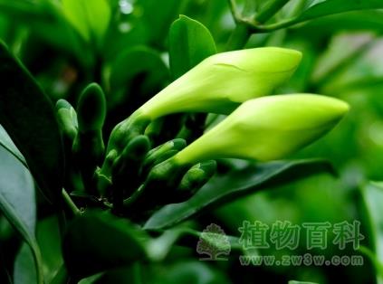 非洲茉莉图片-非洲茉莉(花期图,果期图,欣赏图)