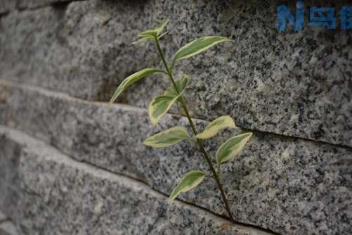 花叶蔓长春的功效和作用，花叶蔓长春小身材 大能量