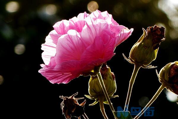 芙蓉花叶子蔫了原因以及补救方法