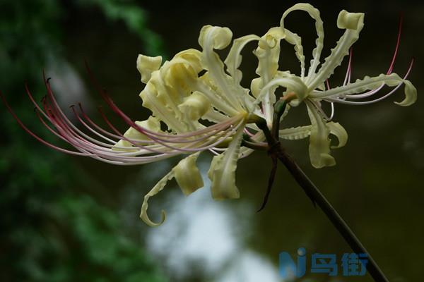 白花石蒜的花语和传说