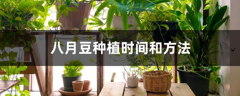 八月豆种植时间和方法