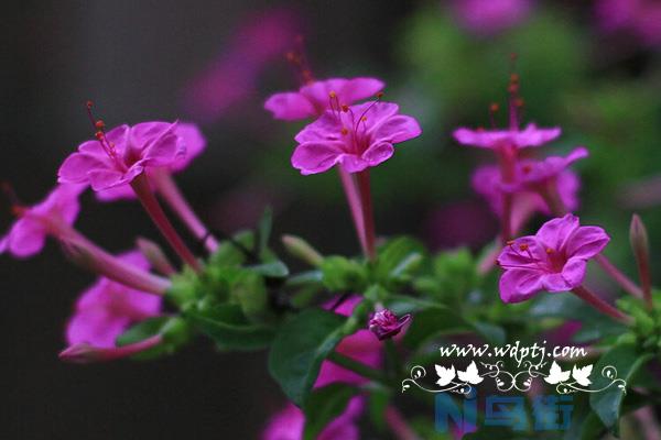 夜来香种植技术介绍_夜来香花图片欣赏