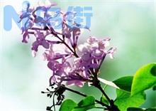 丁香花虫害防治