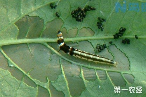 甘薯麦蛾发生特点：