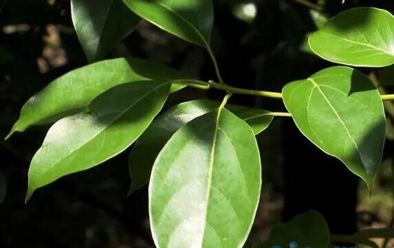 龙脑樟树种植难度，需要疏松的土壤，透气性要足够好