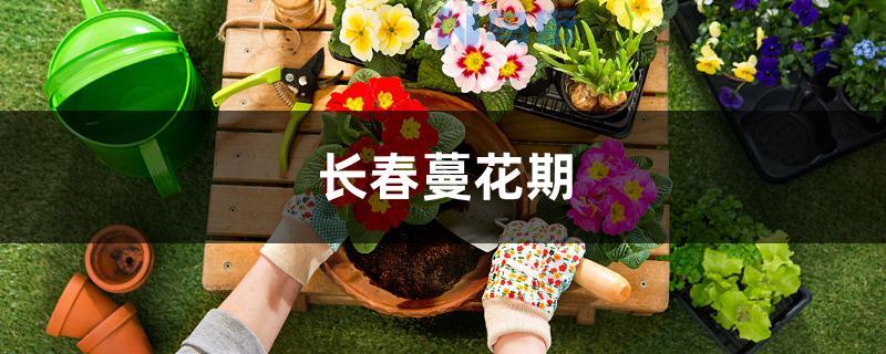 长春蔓花期