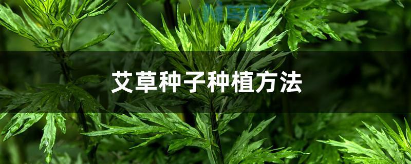 艾草种子种植方法