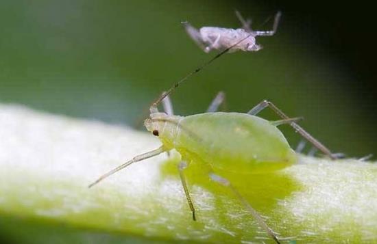 蚜虫，又称腻虫、蜜虫，世界上最具破坏性的植食害虫之一