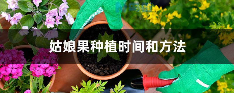 姑娘果种植时间和方法