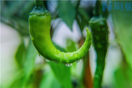 大棚青椒种植技术