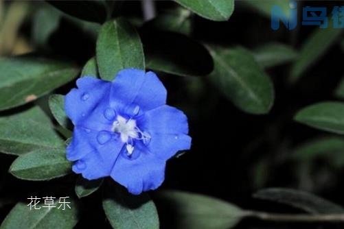 蓝星花的养殖方法和注意事项介绍！蓝星花这样养才会四季开花