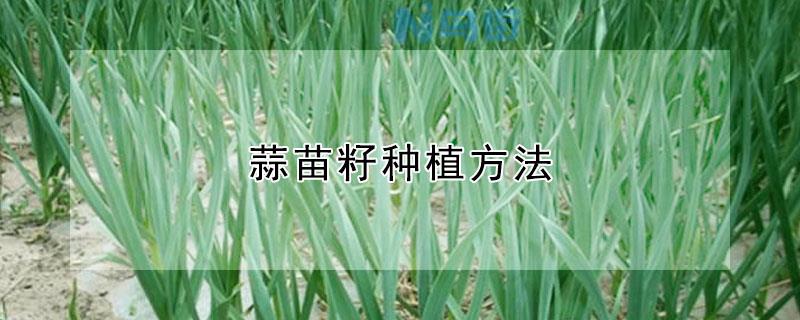 蒜苗籽种植方法