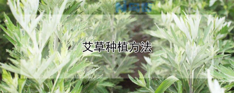 艾草种植方法