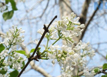 丁香花常见病虫害及防治方法