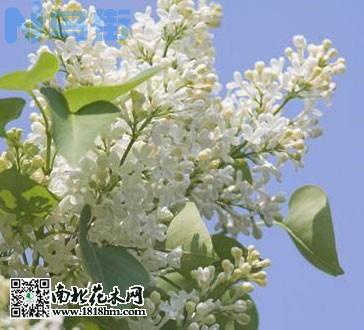 五月丁香花开满园，花随风舞阵阵幽香