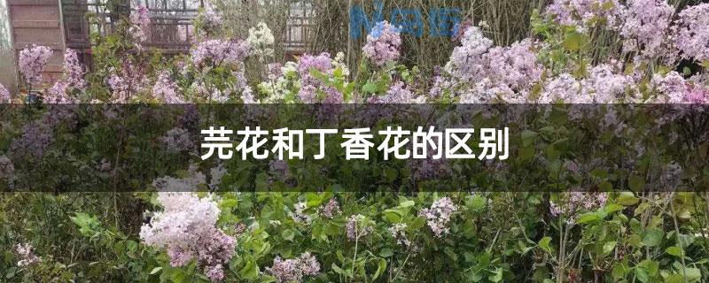 芫花和丁香花的区别