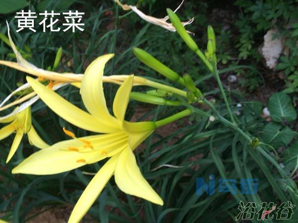 黄花菜与萱草的区别（图文）