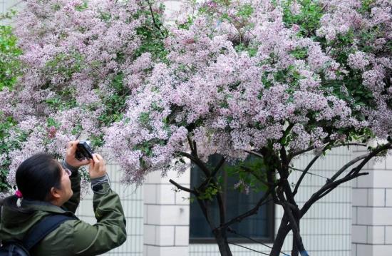 丁香花繁殖一般以嫁接为主，也可采用播种和扦插的方式