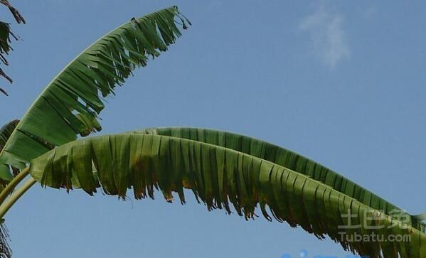 芭蕉叶图片  芭蕉叶功效及寓意介绍